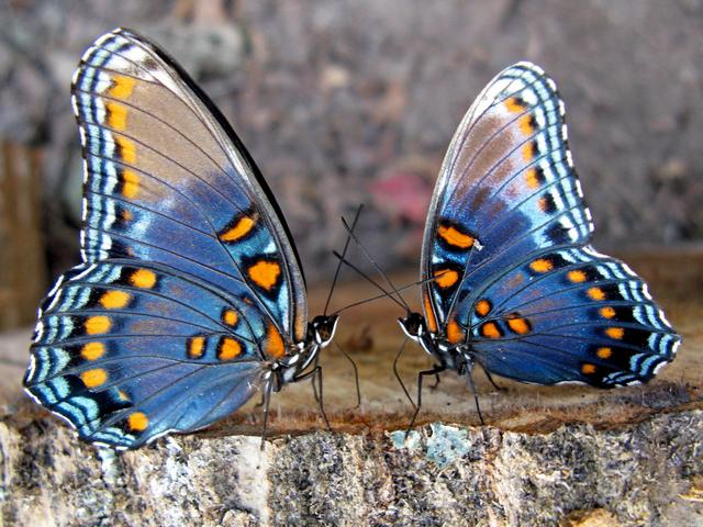 Все о бабочках в Тамбове | ЗооТом портал о животных