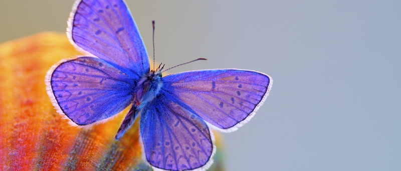 Все о бабочках в Тамбове | ЗооТом портал о животных