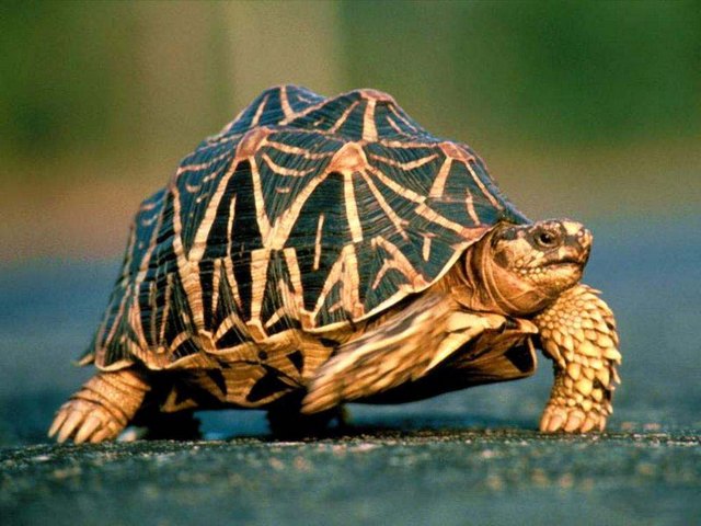 Все о черепахах в Тамбове | ЗооТом портал о животных