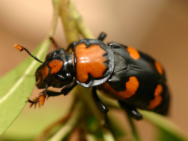 Все о жуках в Тамбове | ЗооТом портал о животных