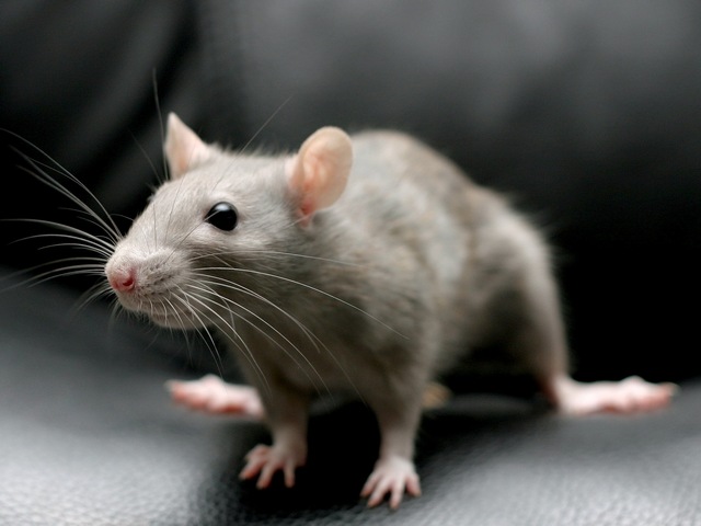Все о крысах в Тамбове | ЗооТом портал о животных