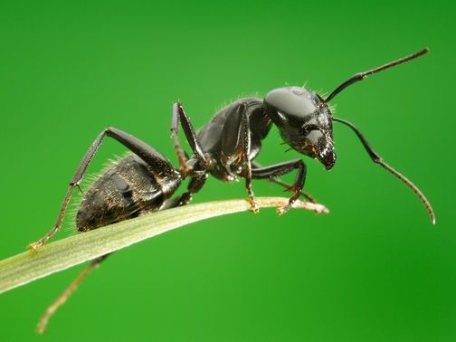 Все о муравьях в Тамбове | ЗооТом портал о животных