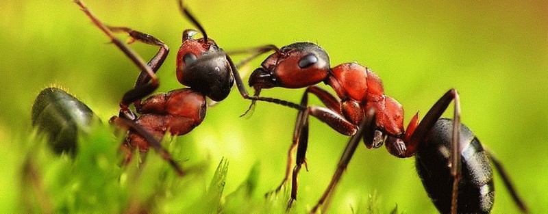 Все о муравьях в Тамбове | ЗооТом портал о животных