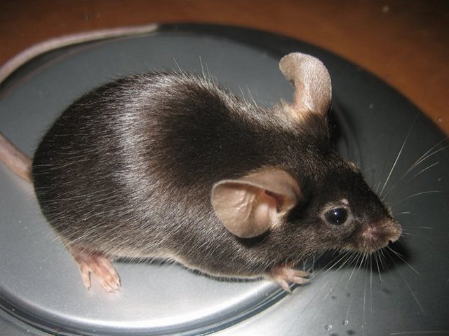 Все о мышах в Тамбове | ЗооТом - продажа, вязка и услуги для животных в Тамбове
