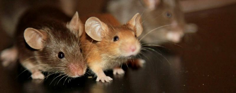 Все о мышах в Тамбове | ЗооТом - продажа, вязка и услуги для животных в Тамбове