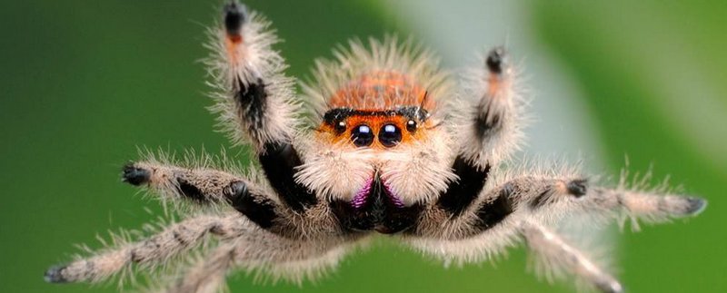 Все о пауках в Тамбове | ЗооТом портал о животных