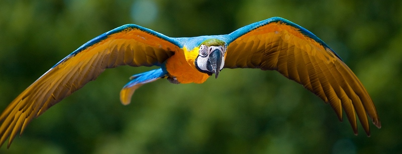 Все о попугаях в Тамбове | ЗооТом портал о животных