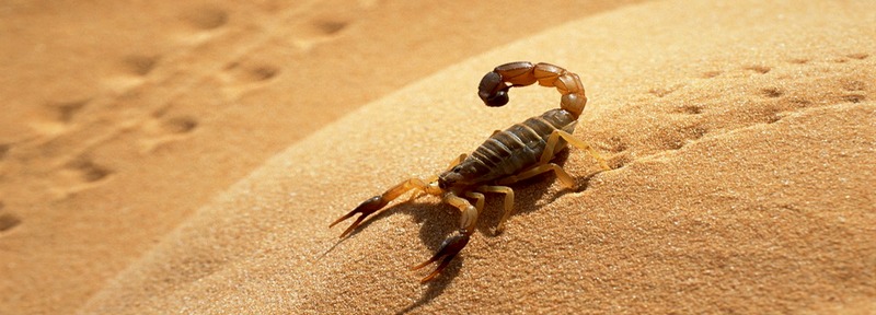 Все о скорпионах в Тамбове | ЗооТом портал о животных