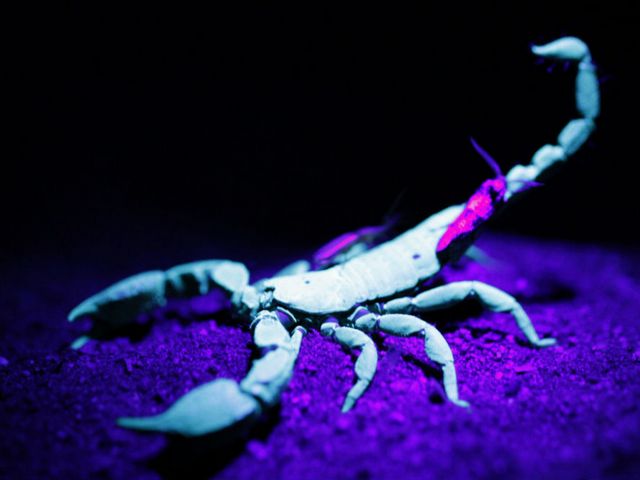 Все о скорпионах в Тамбове | ЗооТом портал о животных