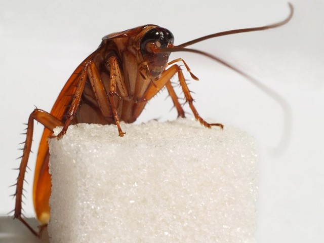 Все о тараканах в Тамбове | ЗооТом портал о животных