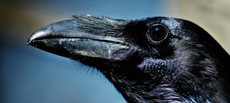 Все о воронах в Тамбове | ЗооТом портал о животных