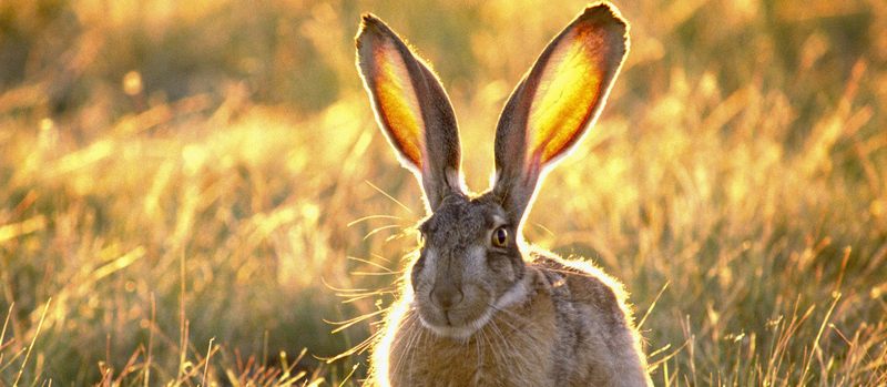 Все о зайцах | ЗооТом - продажа, вязка и услуги для животных в Тамбове