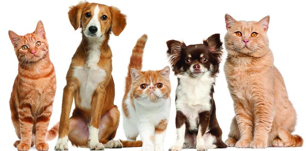 Доска объявлений о животных | ЗооТом - продажа, вязка и услуги для животных в Тамбове