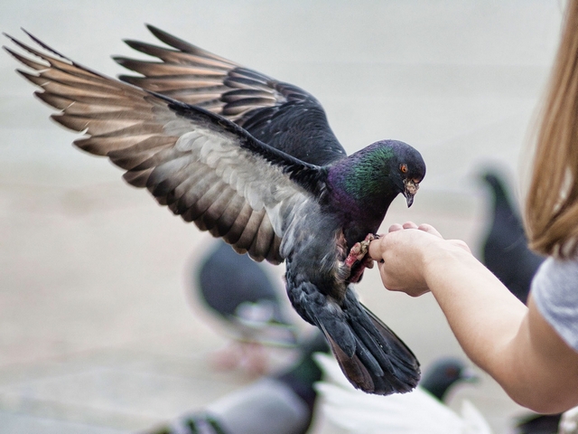Все о голубях | ЗооТом - продажа, вязка и услуги для животных в Тамбове