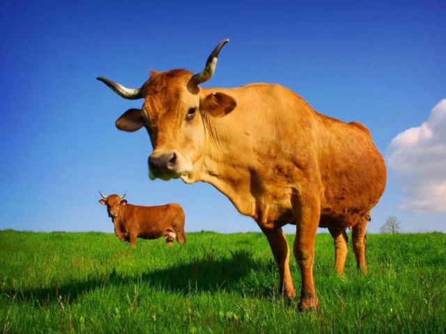 Все о коровах в Тамбове | ЗооТом портал о животных