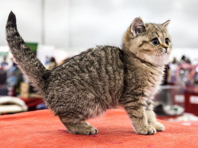 Породы кошек в Тамбове | ЗооТом портал о животных