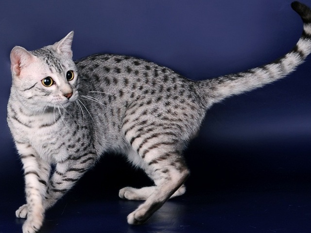 Породы кошек в Тамбове | ЗооТом портал о животных