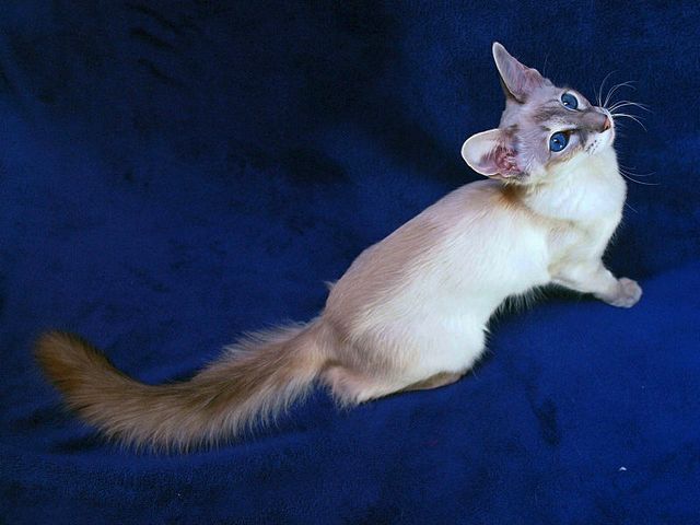 Выведенные породы кошек в Тамбове | ЗооТом портал о животных