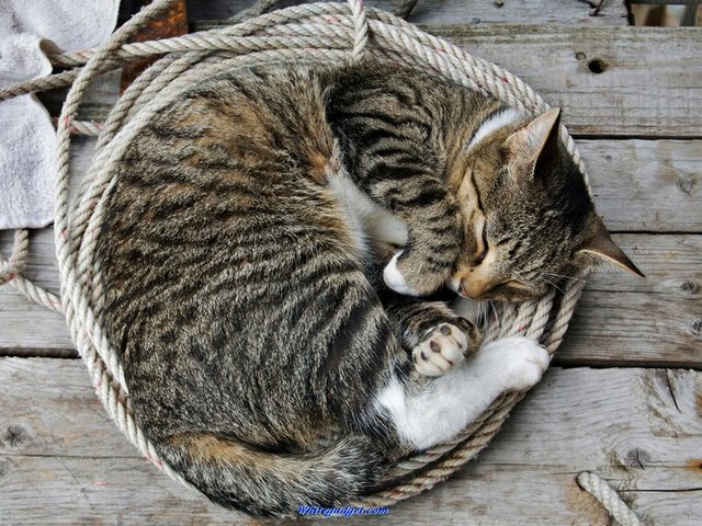 Все о кошках в Тамбове | ЗооТом портал о животных