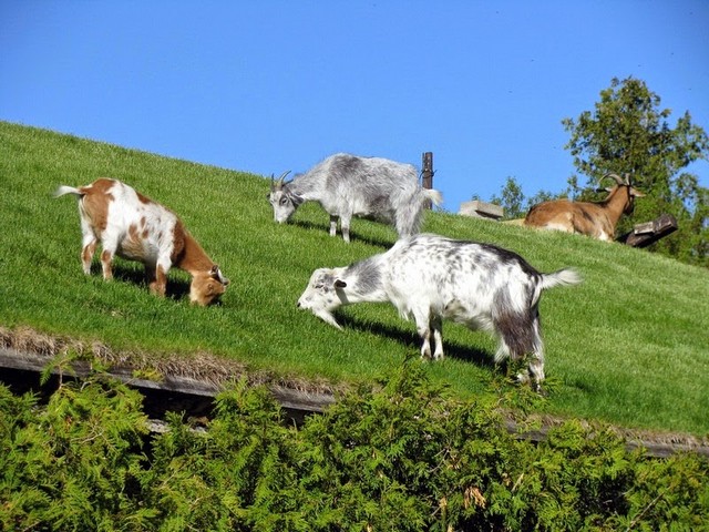 Все о козах в Тамбове | ЗооТом портал о животных