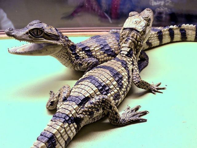 Все о крокодилах в Тамбове | ЗооТом портал о животных