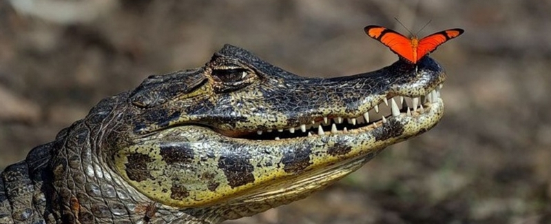 Все о крокодилах в Тамбове | ЗооТом портал о животных