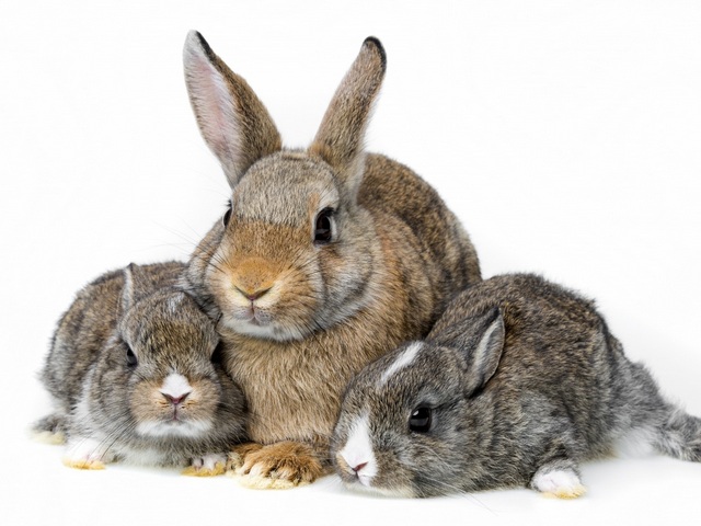 Все о кроликах в Тамбове | ЗооТом портал о животных
