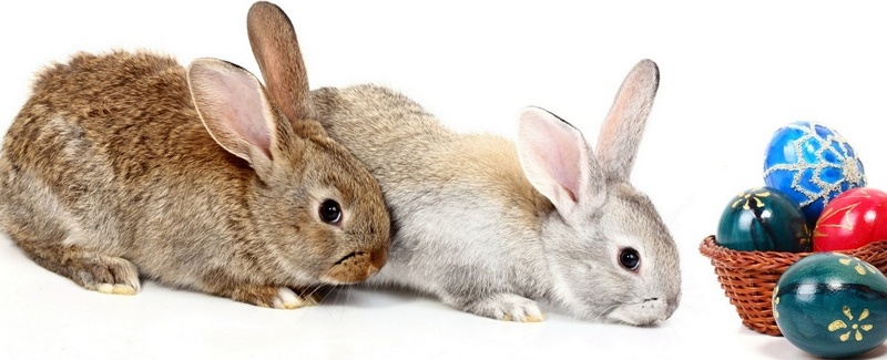 Все о кроликах в Тамбове | ЗооТом портал о животных