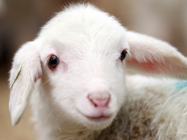 Овцы и бараны в Тамбове | ЗооТом портал о животных