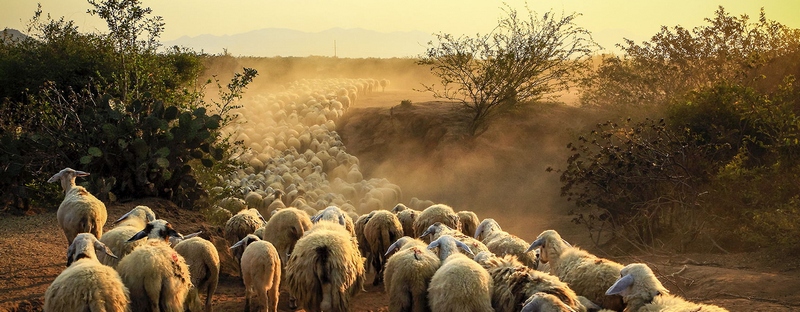 Все об овцах в Тамбове | ЗооТом портал о животных