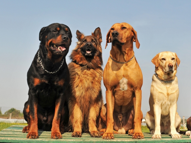 Крупные породы собак в Тамбове | ЗооТом портал о животных