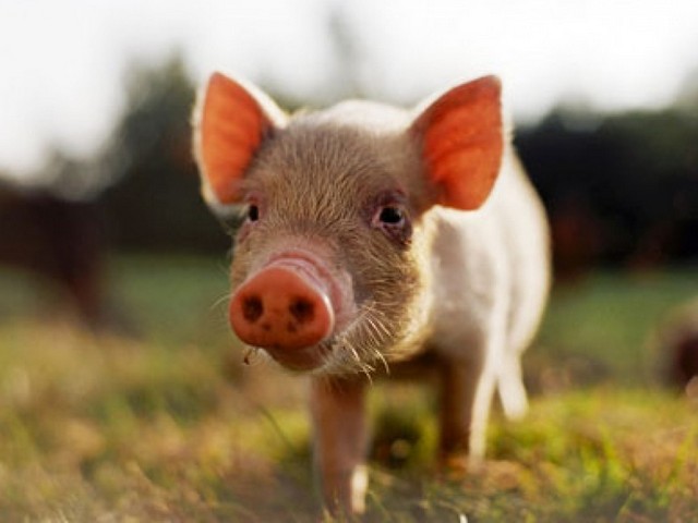 Все о свиньях в Тамбове | ЗооТом портал о животных