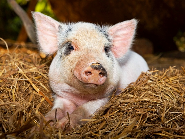 Все о свиньях в Тамбове | ЗооТом портал о животных