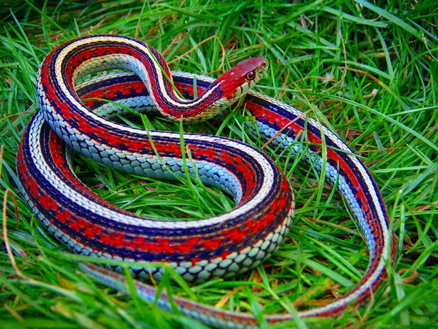 Все о змеях в Тамбове | ЗооТом портал о животных