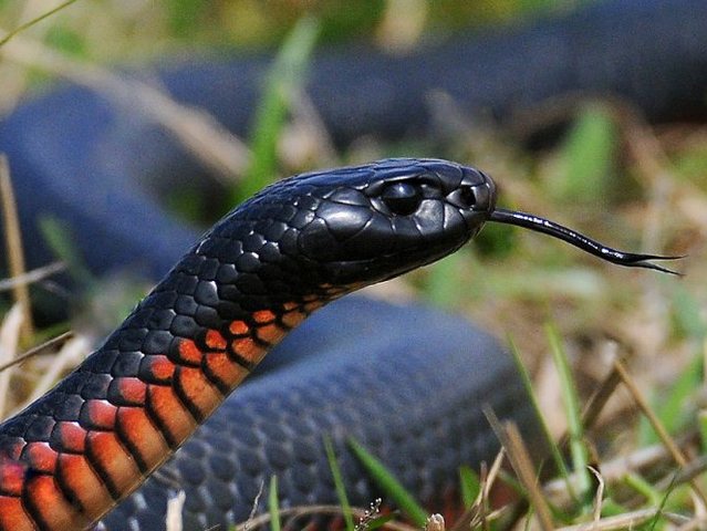 Все о змеях в Тамбове | ЗооТом портал о животных